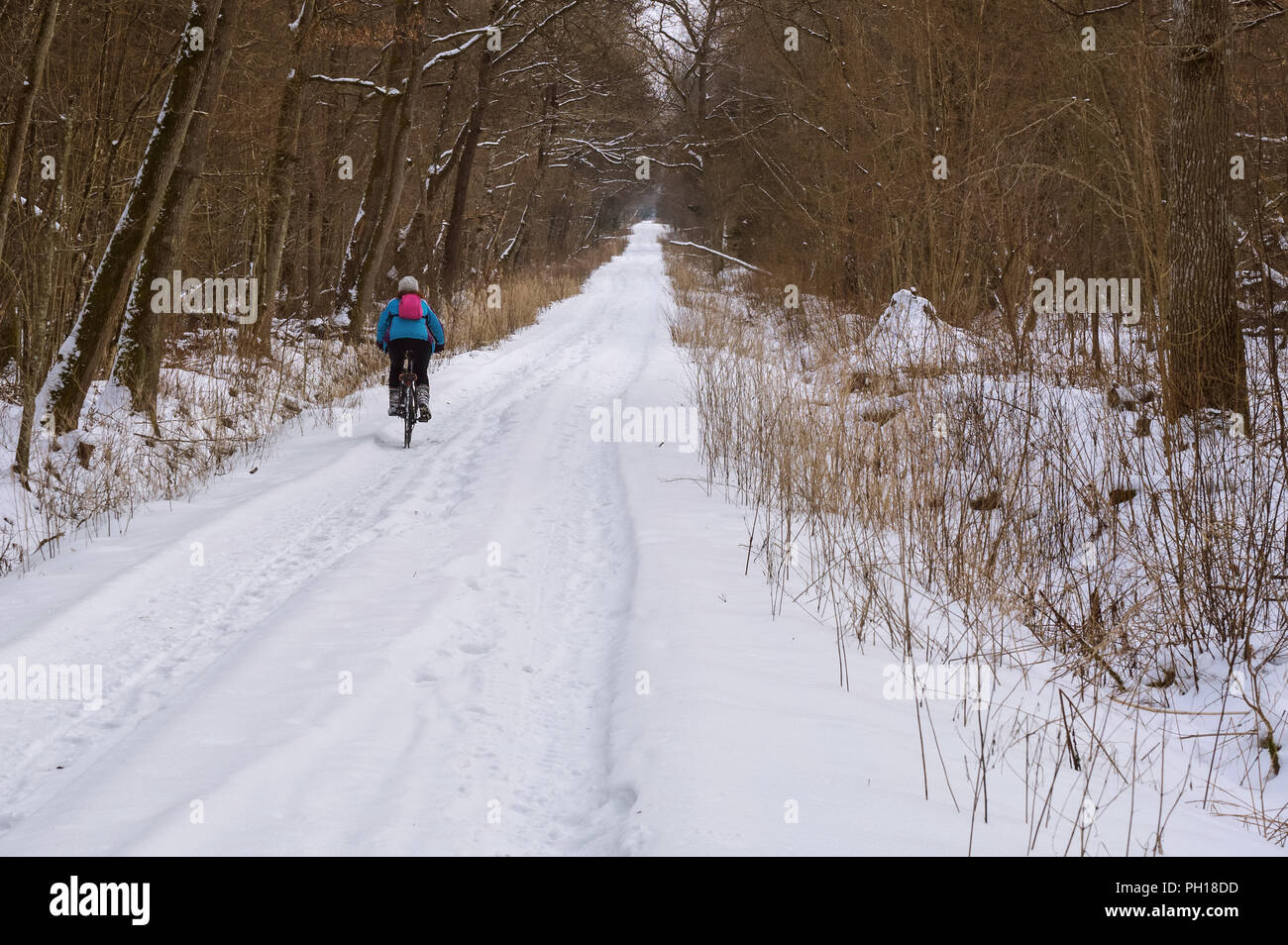 Un cycliste à travers la neige, neige-couvertes de forêts road, route dans la forêt sous la neige Banque D'Images