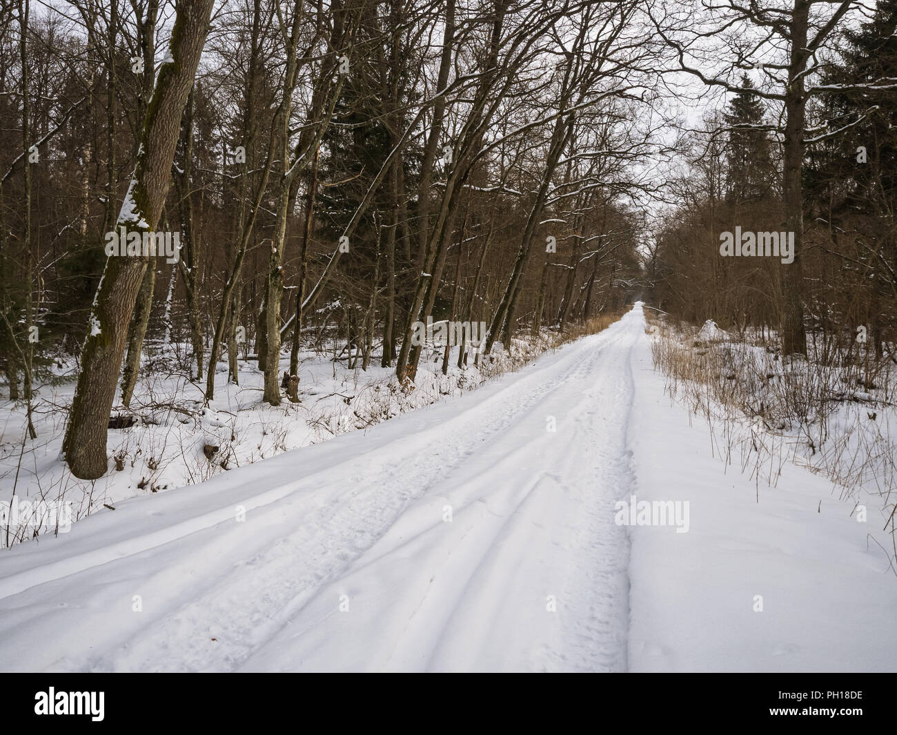 Neige-couvertes de forêts road, route dans la forêt sous la neige Banque D'Images