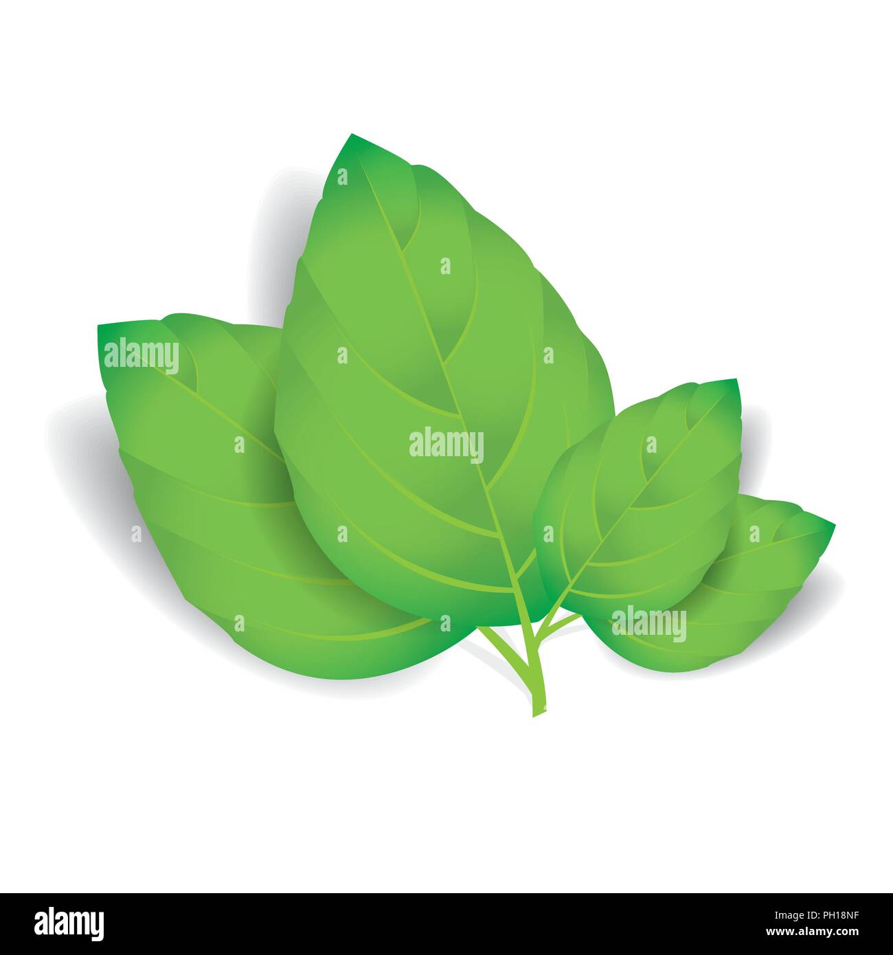 Vector feuilles isolées sur fond blanc Illustration de Vecteur