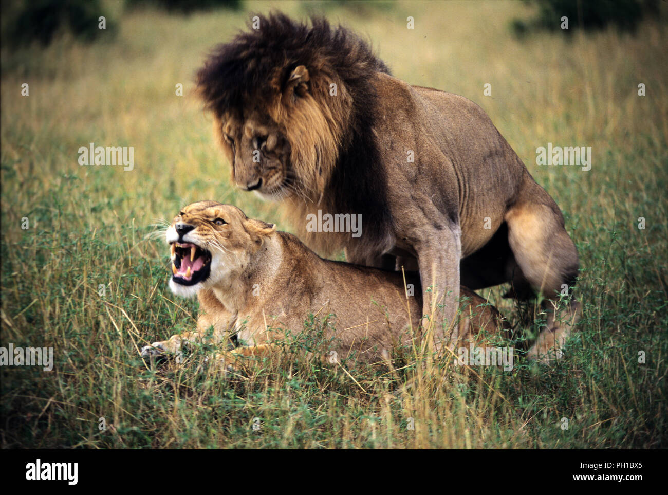 Les lions (Panthera leo), Masai Mara National Reserve, Kenya Banque D'Images
