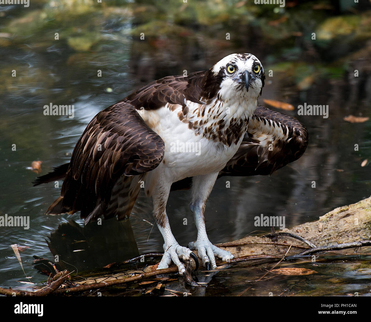 Sur un oiseau balbuzard Journal de l'eau profitant de son environnement. Banque D'Images