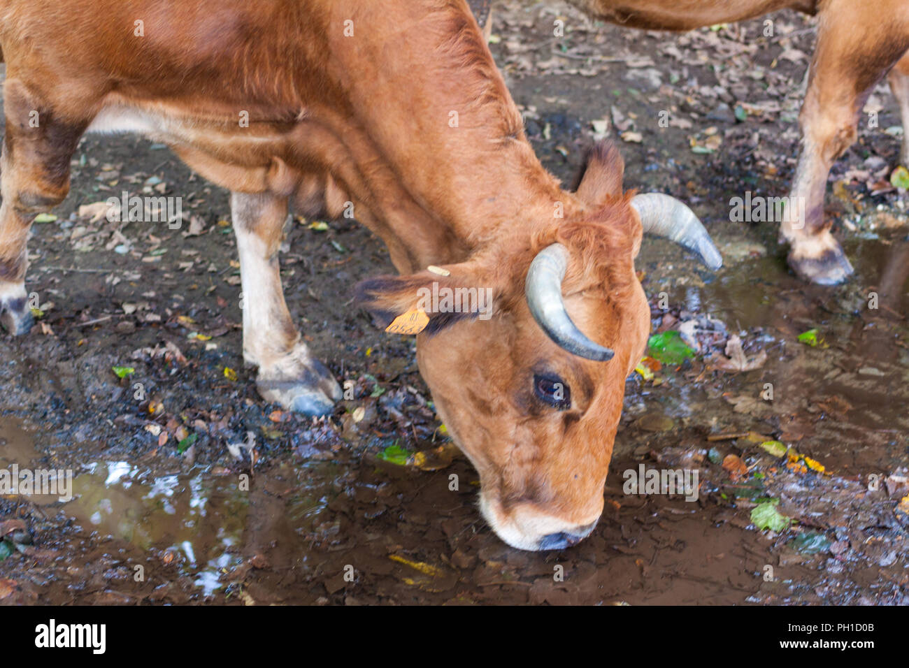 Close-up d'une vache brune l'eau potable à partir d'une flaque d'eau dans la forêt. Asturias, Espagne Banque D'Images