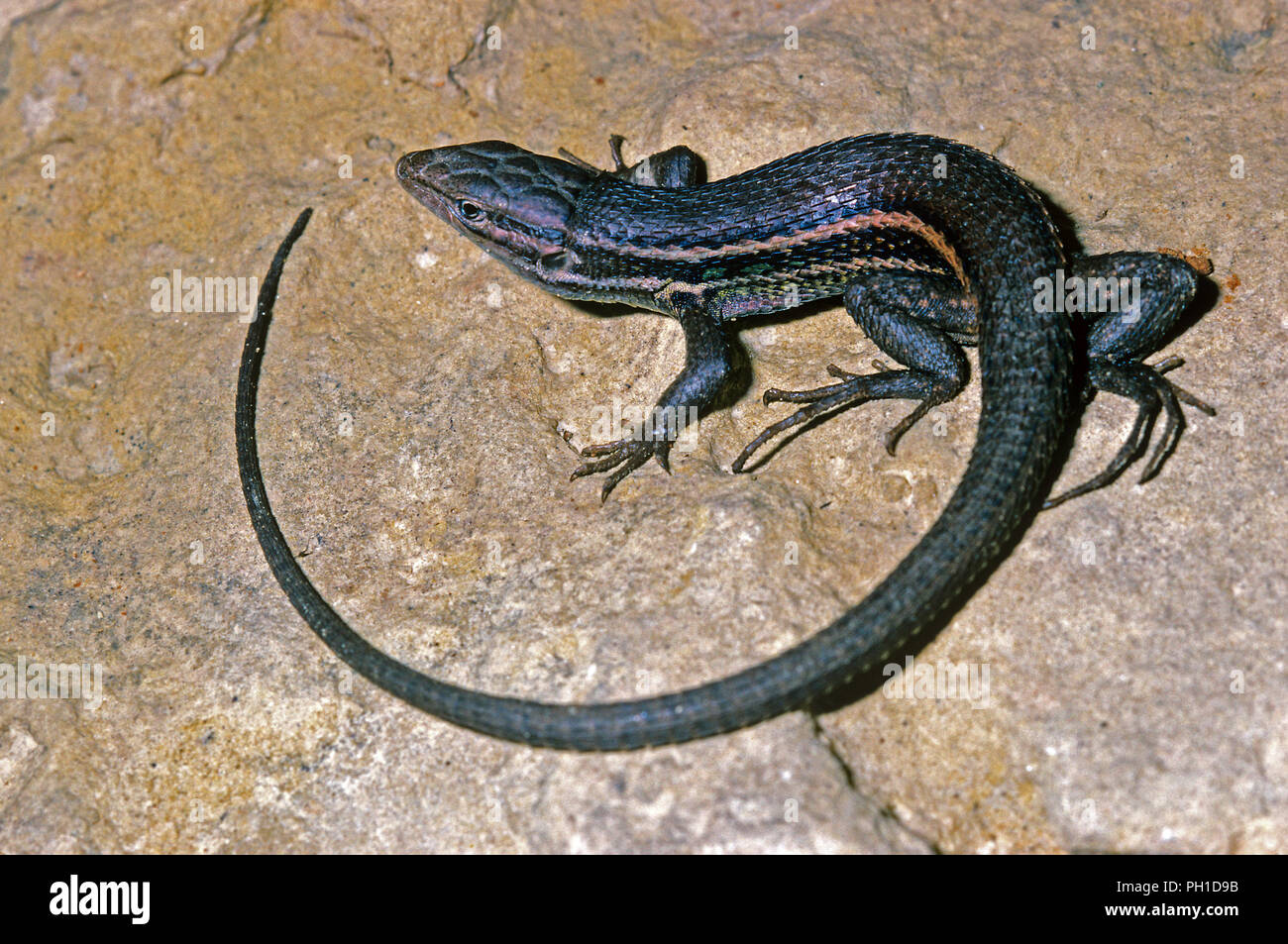 Psammodromus grand (Psammodromus algirus). Le sud de l'Espagne. L'Europe Banque D'Images
