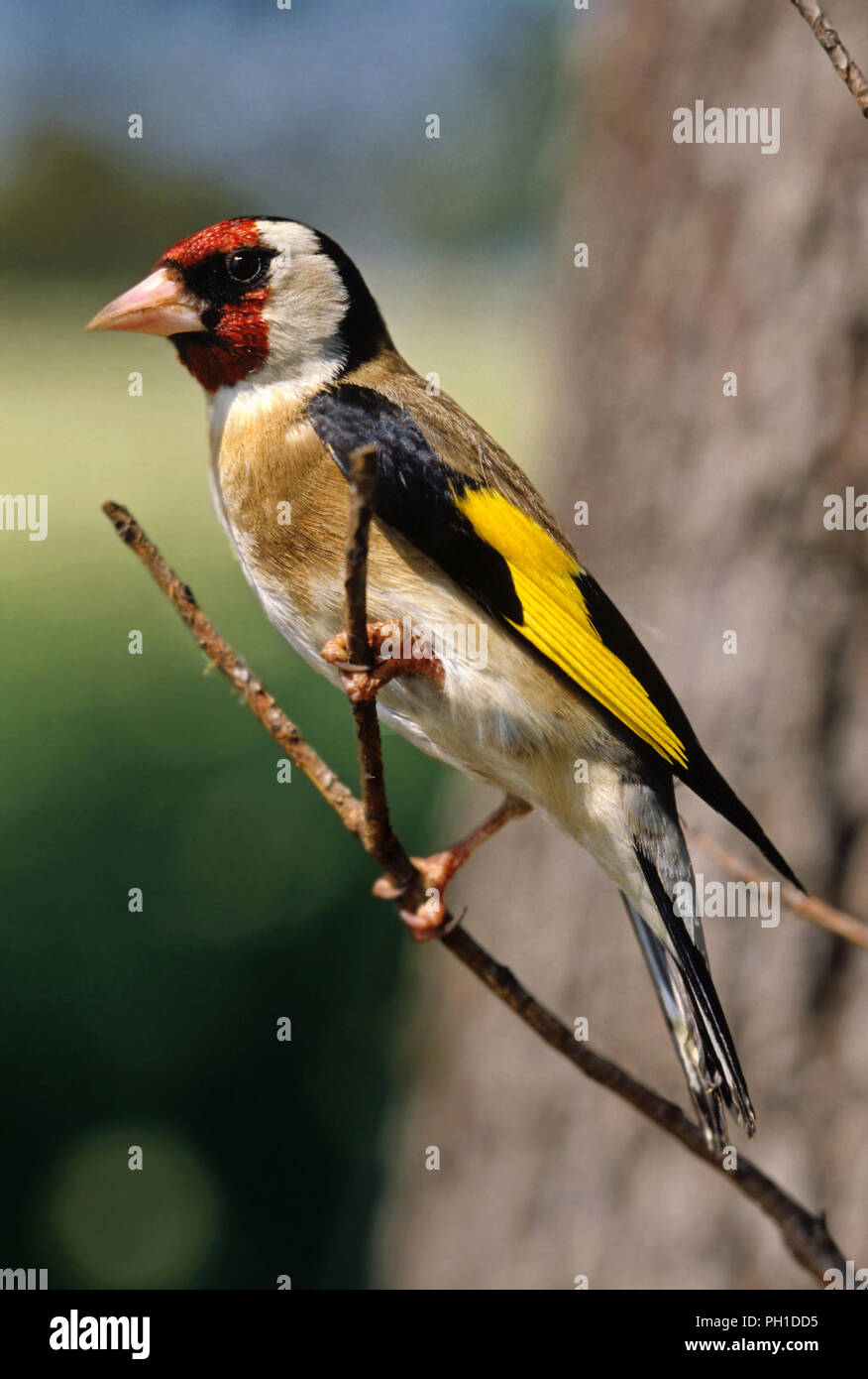 Chardonneret élégant (Carduelis carduelis) sur une branche. Le sud de l'Espagne. L'Europe Banque D'Images