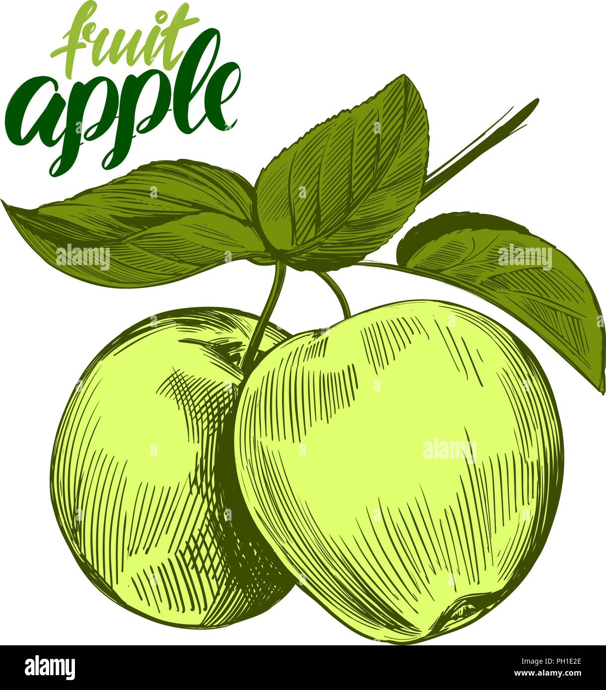 Mise à fruit apple hand drawn vector illustration croquis Illustration de Vecteur