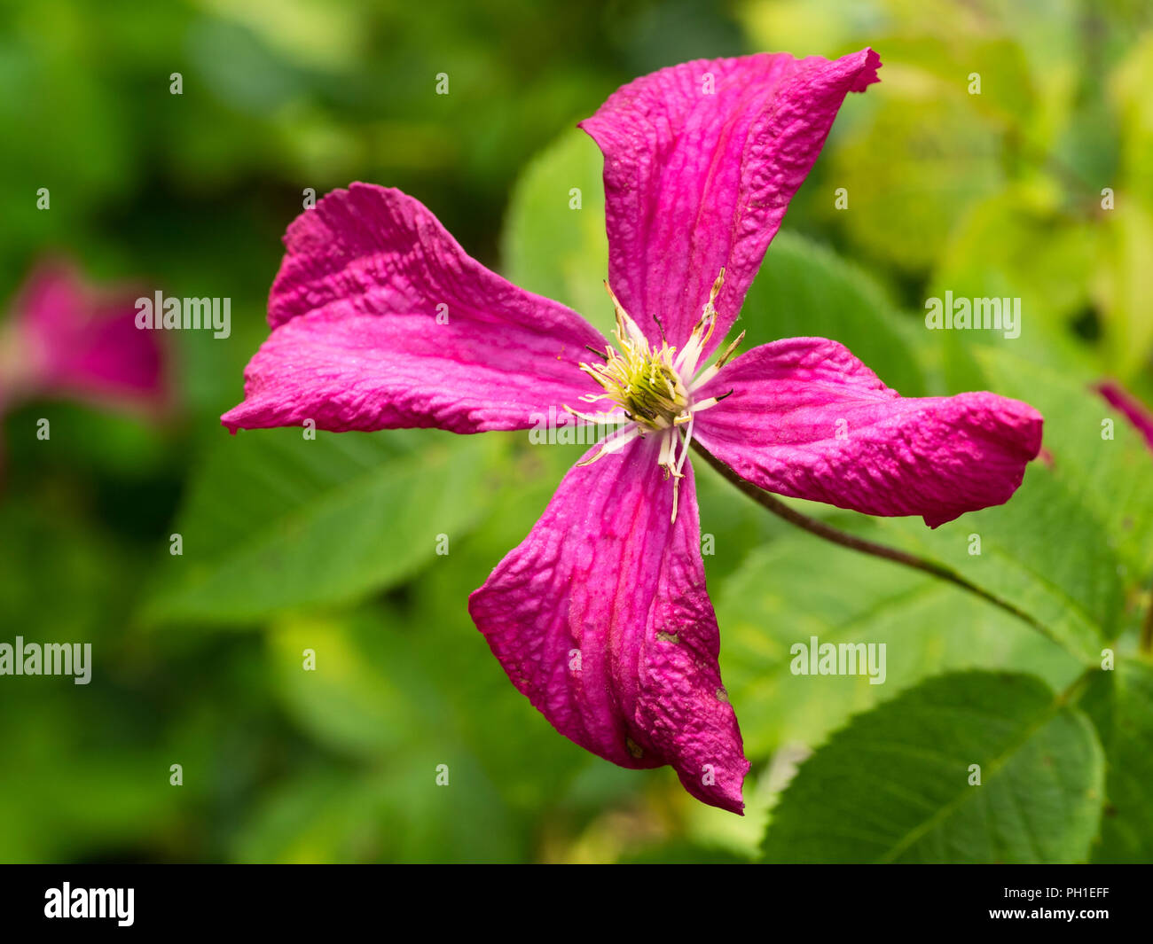 La fin de l'été fleur du hardy deceiduous grimpeur, Clematis viticella 'Madame Julia Montaubion-chardonney' Banque D'Images