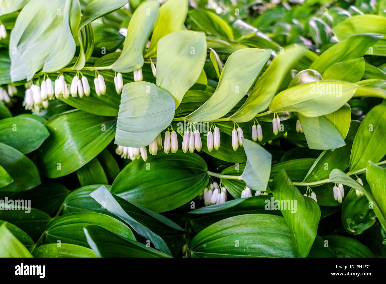 Polygonatum odoratum, le sceau de Salomon en pleine floraison Banque D'Images