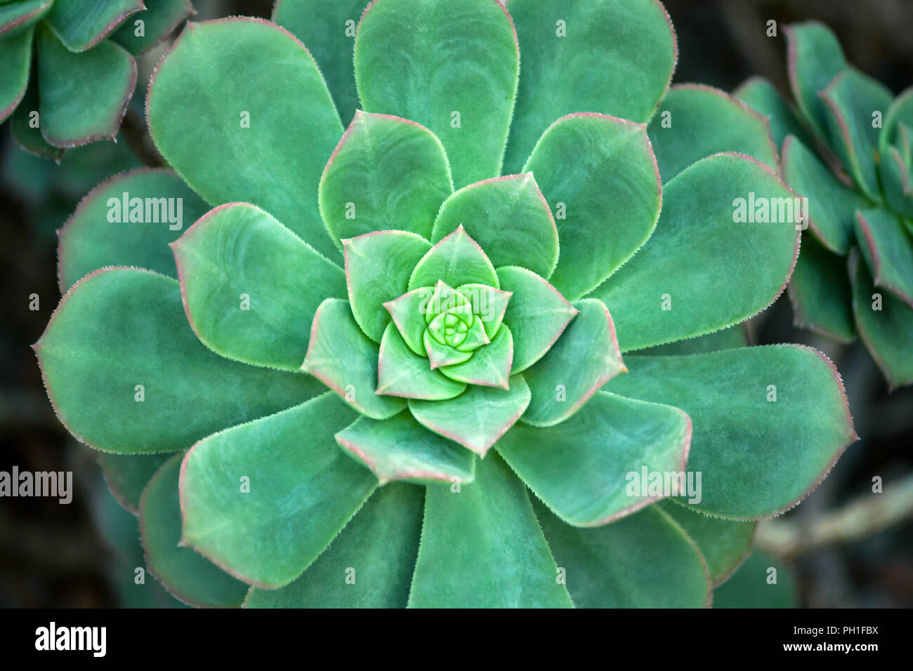 Un vert-bleu succulent avec une frontière rosâtre autour des bords du feuillage, close-up, les détails et la texture Banque D'Images