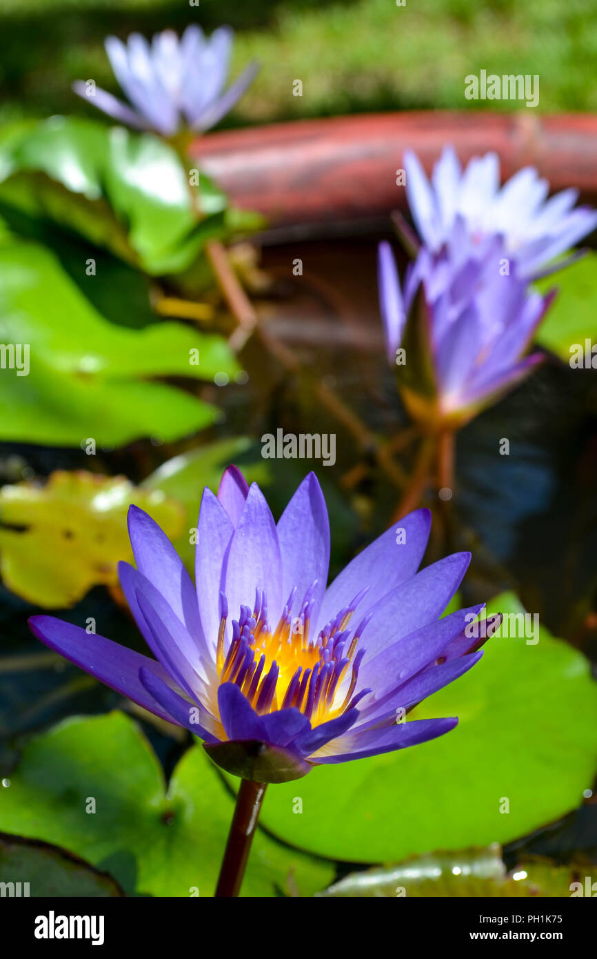 Lotus Bleu (Nymphaea nouchali) croissant dans un petit étang artificiel à Kauai, Hawaii, USA. Banque D'Images