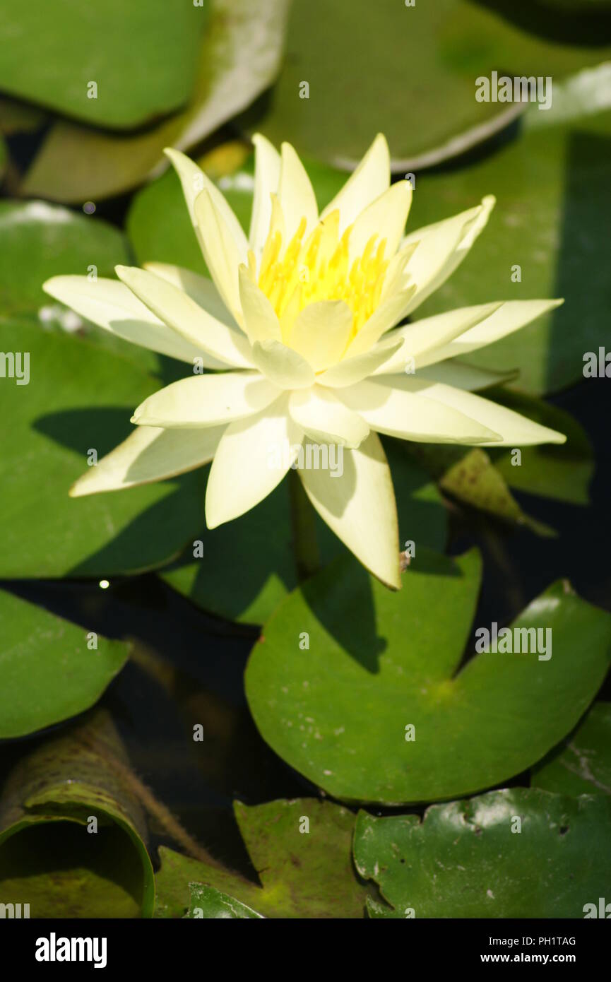 Fleur jaune de nymphea jaune fleur nymphaea, wasserlillien,gelde, Flor de ninfa amarilla, waterlillies,water lillies, lirios acuáticos, Wasserlilien Banque D'Images