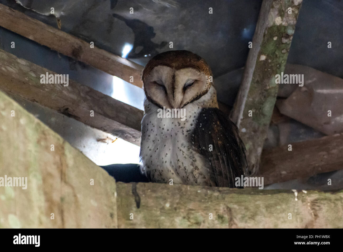 Galapagos une Effraie des clochers (Tyto alba) perché dans les combles d'un bâtiment dans les îles Galapagos, en Équateur. Banque D'Images