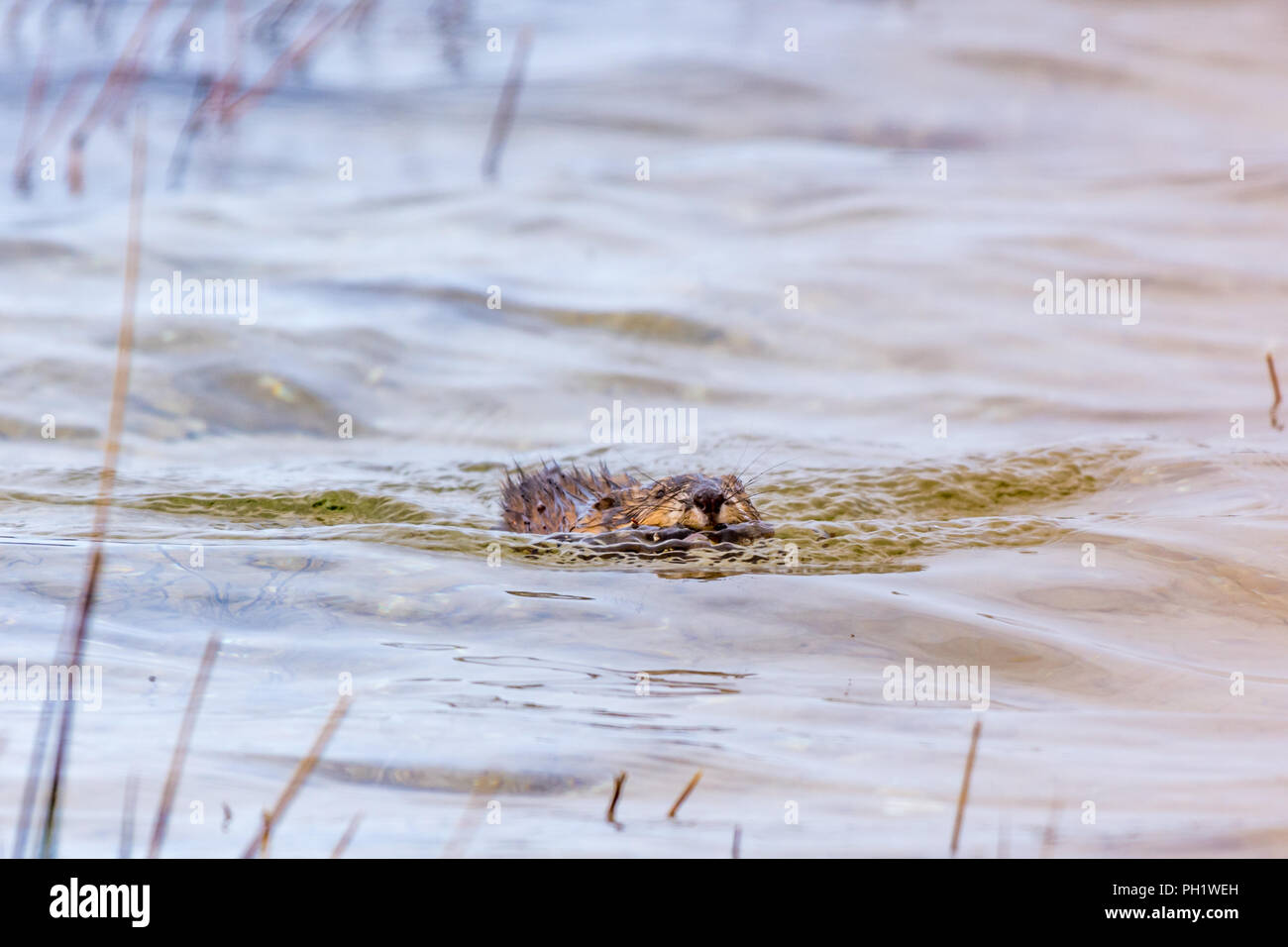 Un rat musqué (Ondatra zibethicus) natation transportant une succursale. Banque D'Images Un rat musqué (Ondatra zibethicus) natation transportant une succursale. Banque D'Images