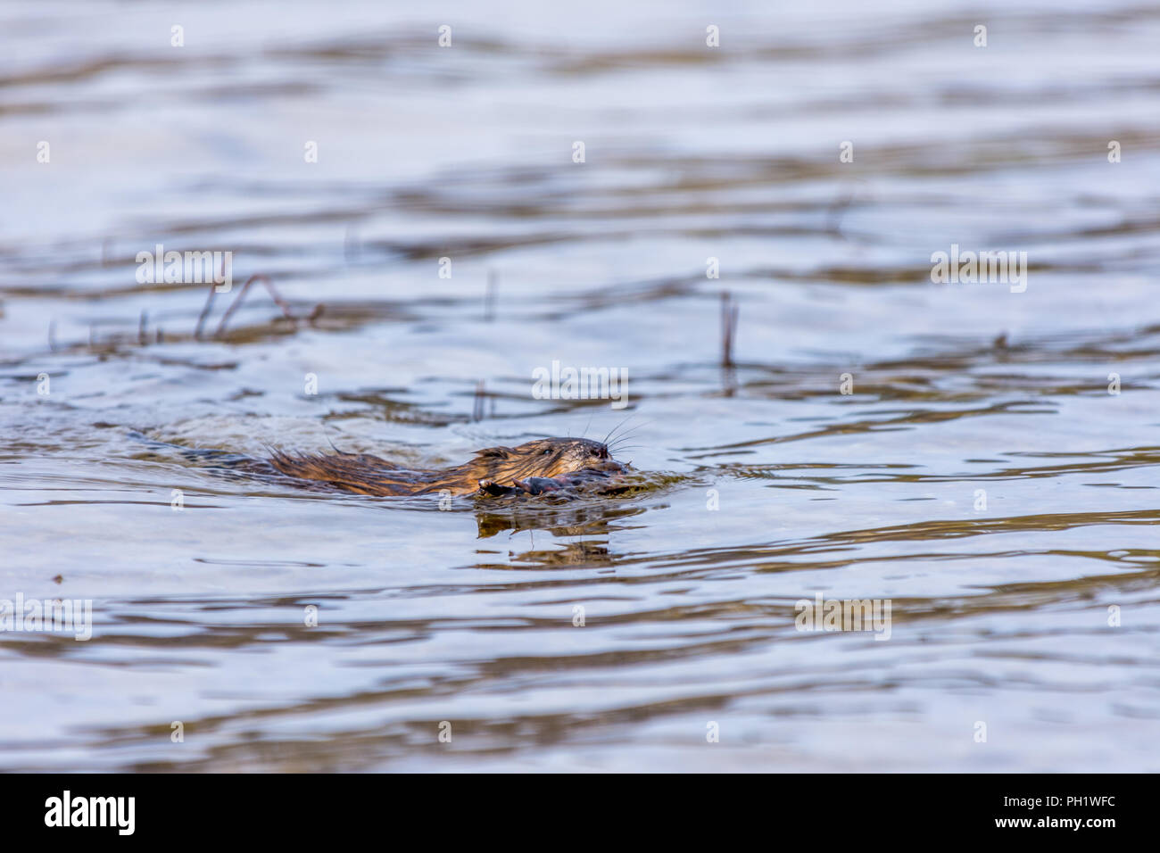 Le rat musqué (Ondatra zibethicus) natation portant un bâton. Banque D'Images Le rat musqué (Ondatra zibethicus) natation portant un bâton. Banque D'Images