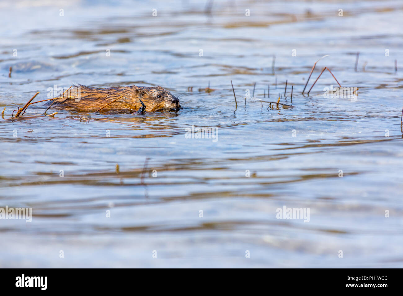 Le rat musqué (Ondatra zibethicus) natation portant un bâton. Banque D'Images Le rat musqué (Ondatra zibethicus) natation portant un bâton. Banque D'Images