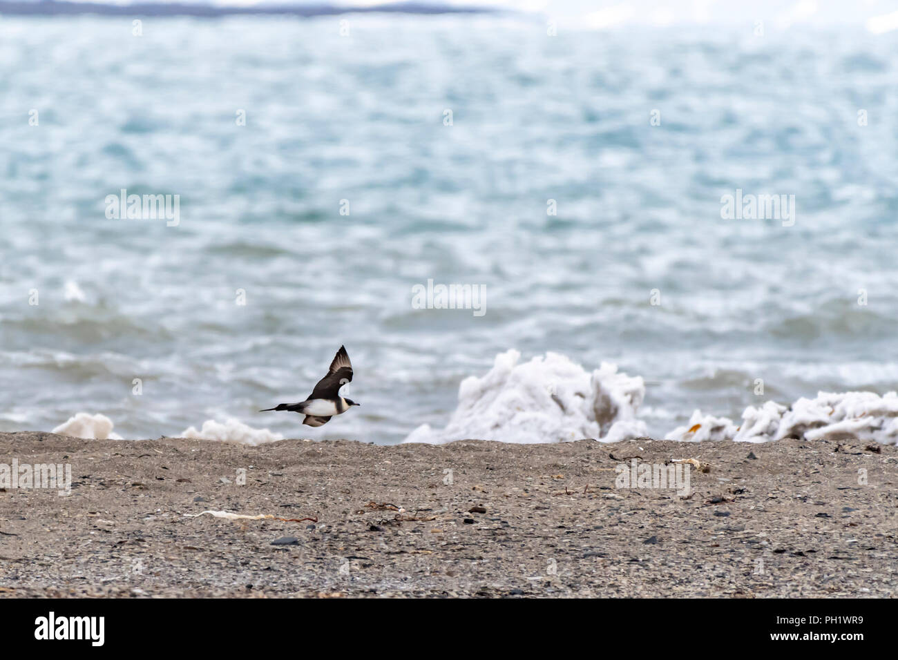 Labbe parasite (Stercorarius parasiticus) également connu sous le nom de Labbe parasite à Svalbard, Norvège. Banque D'Images