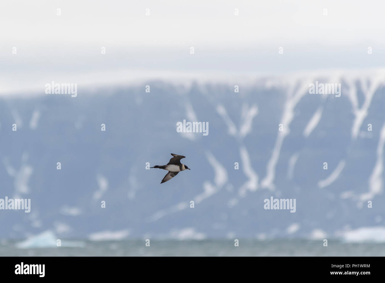 Labbe parasite (Stercorarius parasiticus) également connu sous le nom de Labbe parasite à Svalbard, Norvège. Banque D'Images