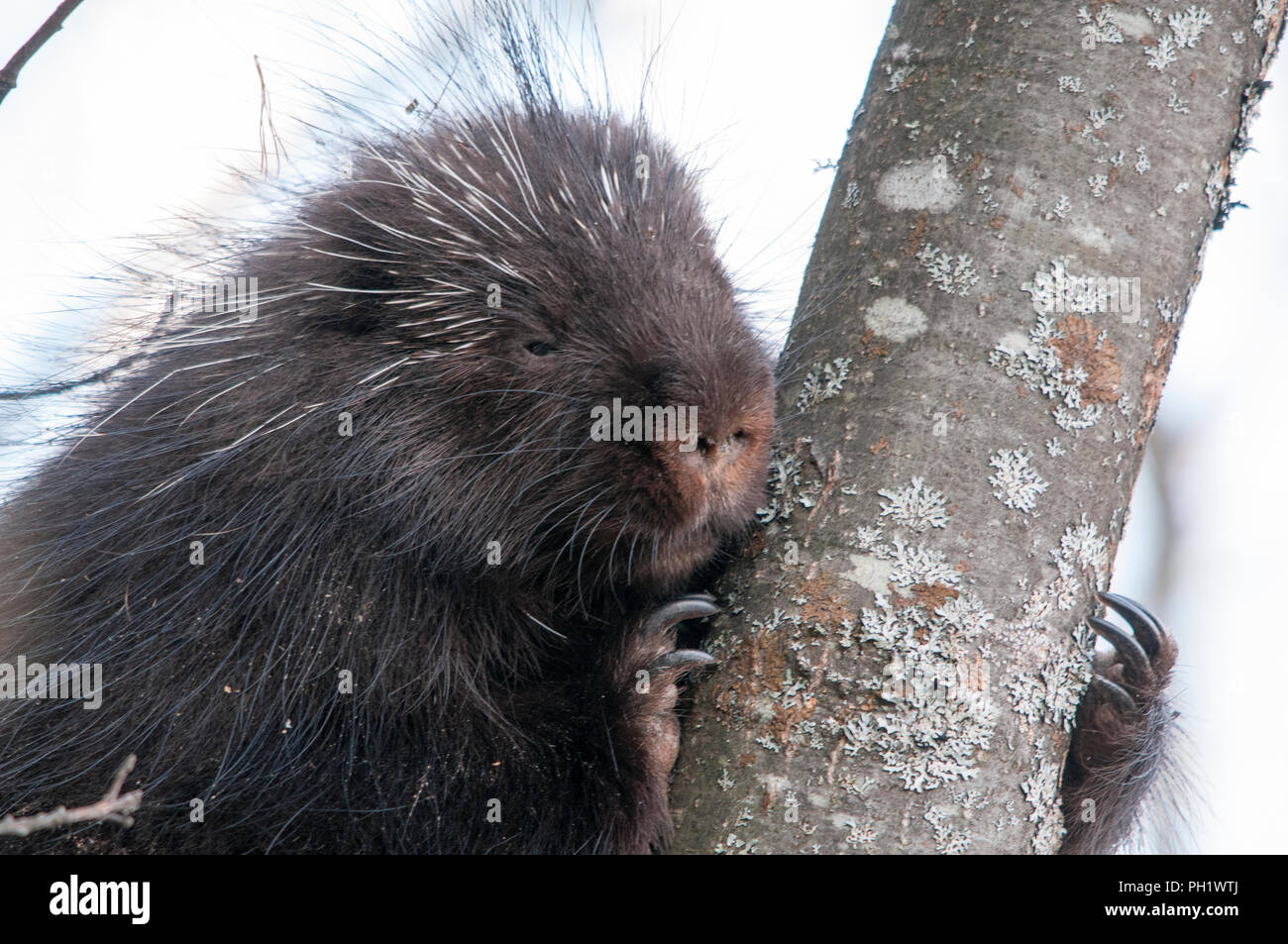 Animal Porcupine close-up Vue de profil sur un arbre avec l'arrière-plan flou d'affichage de corps, tête, yeux, nez, couche d'épines acérées dans son environnement. Banque D'Images