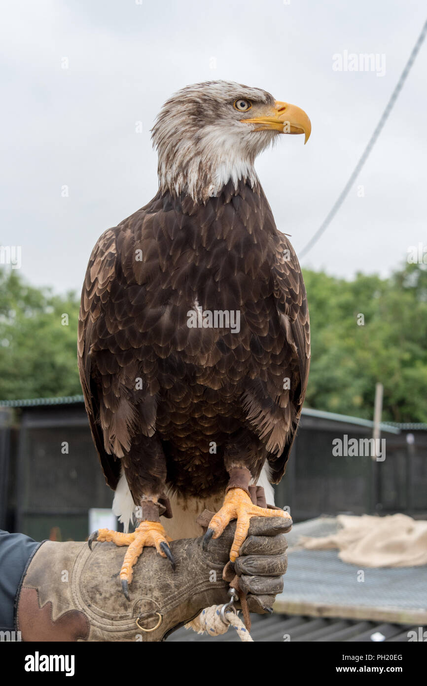 American Bald Eagle à la fauconnerie Banque D'Images