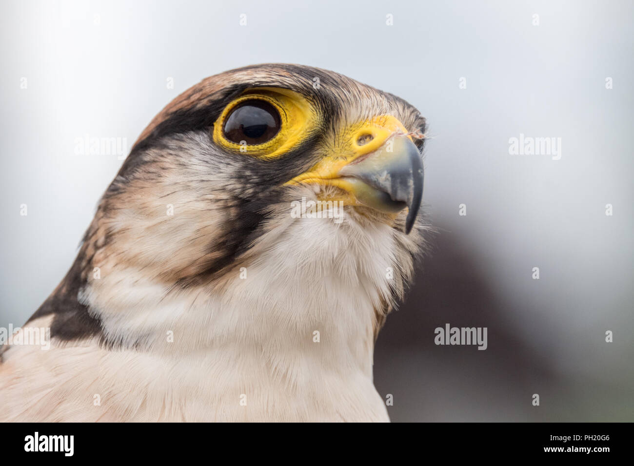 Close up de Lanner Falcon à la fauconnerie Banque D'Images
