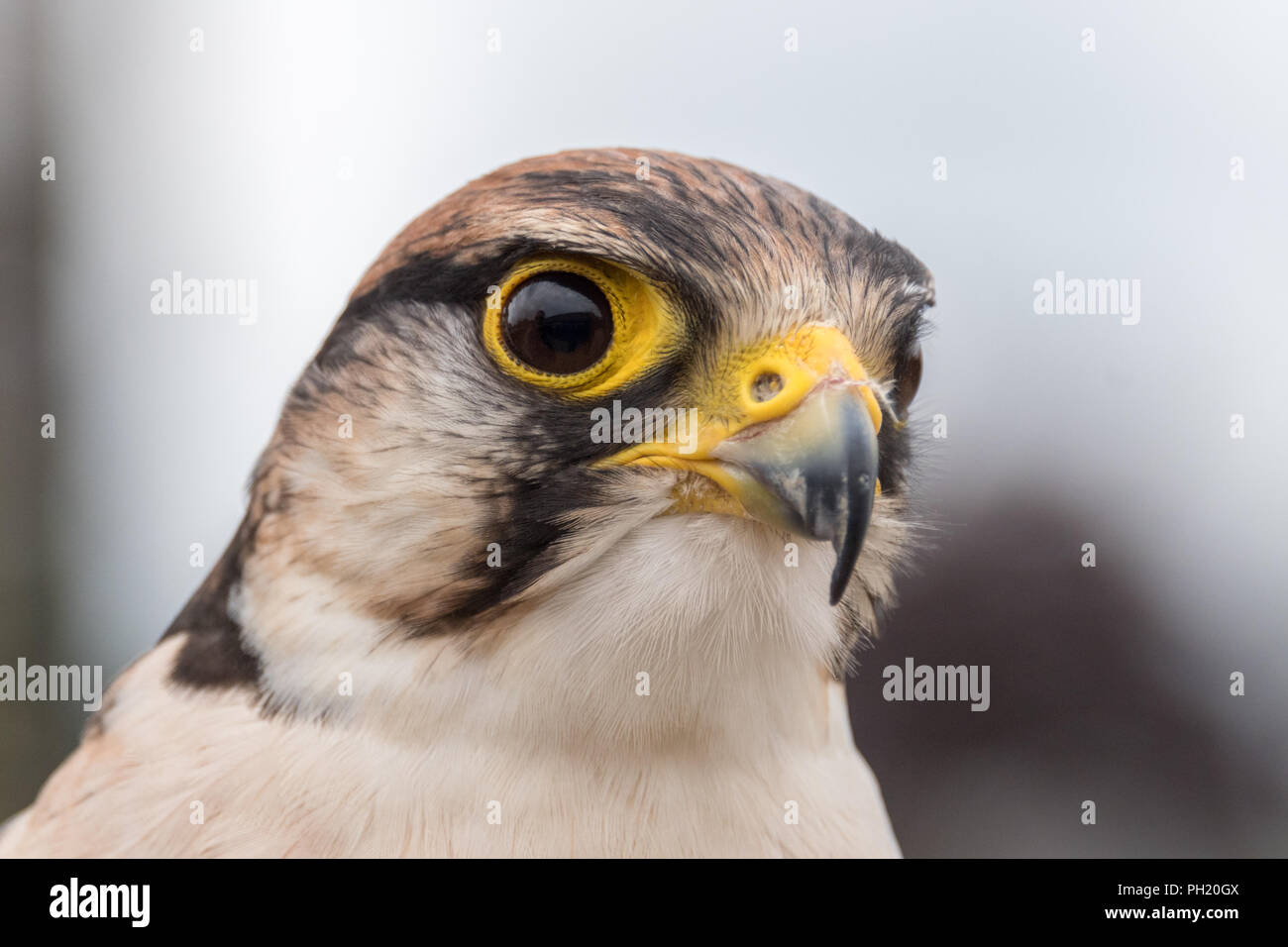 Close up de Lanner Falcon à la fauconnerie Banque D'Images