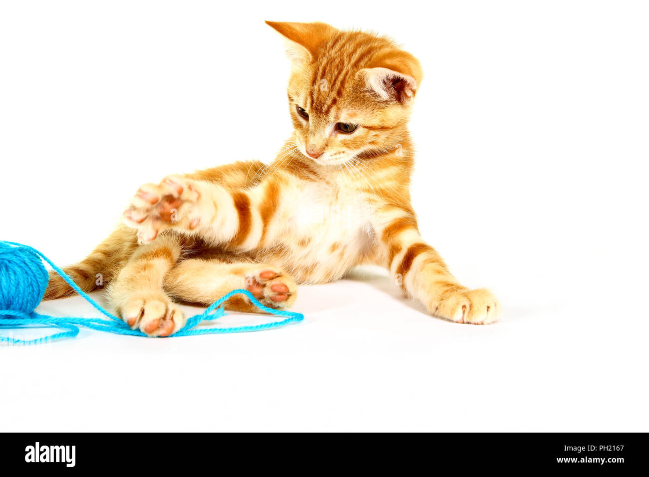 Le gingembre mackerel tabby kitten isolé sur un fond blanc jouant avec une balle de laine bleu Banque D'Images