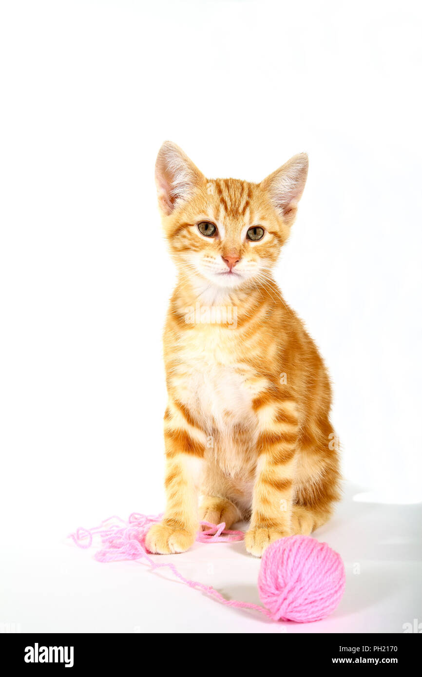 Le gingembre mackerel tabby kitten playing avec une balle de laine rose Banque D'Images