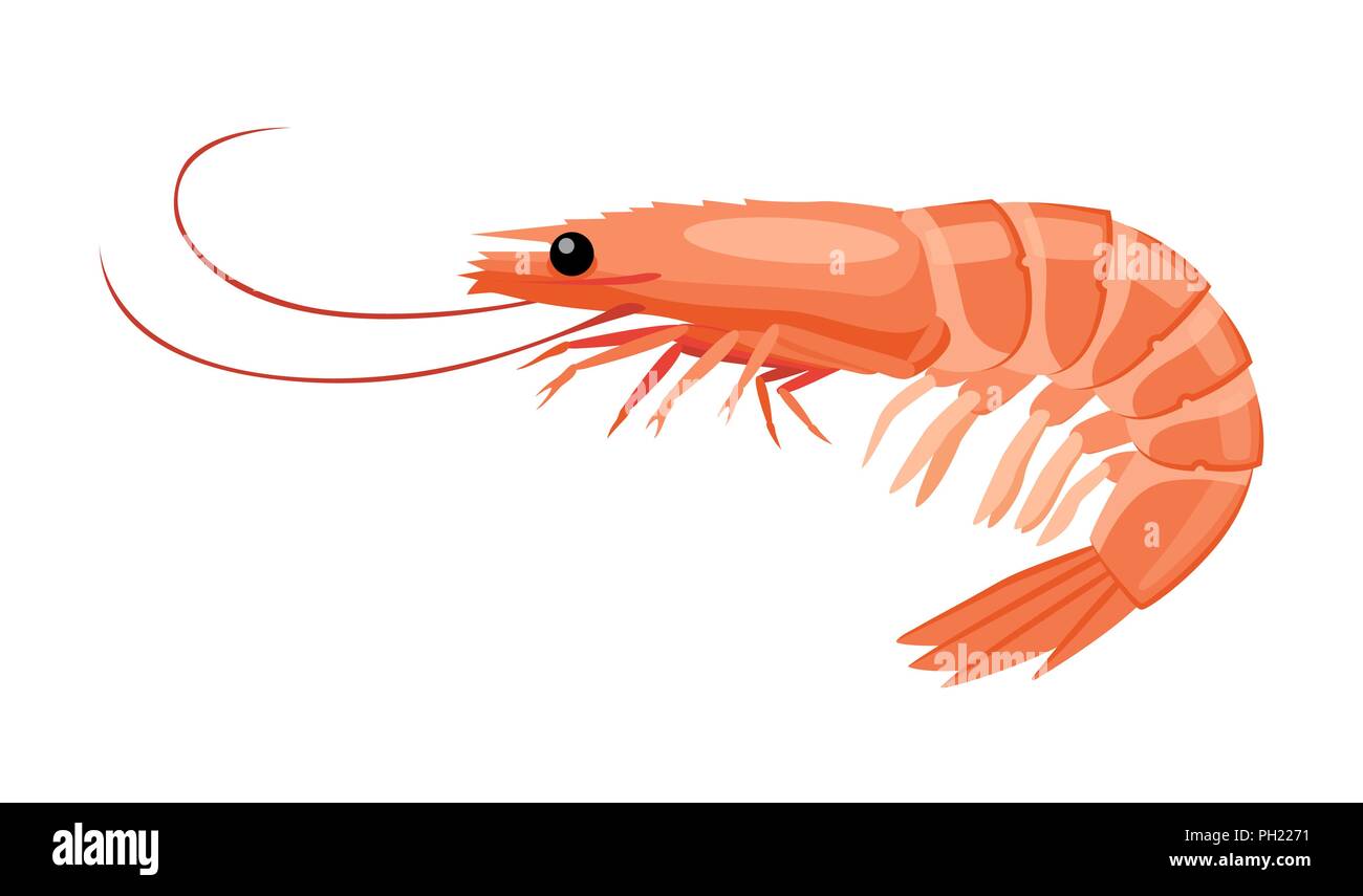 L'icône de la crevette en télévision style, des fruits de mer frais. Illustration de Vecteur