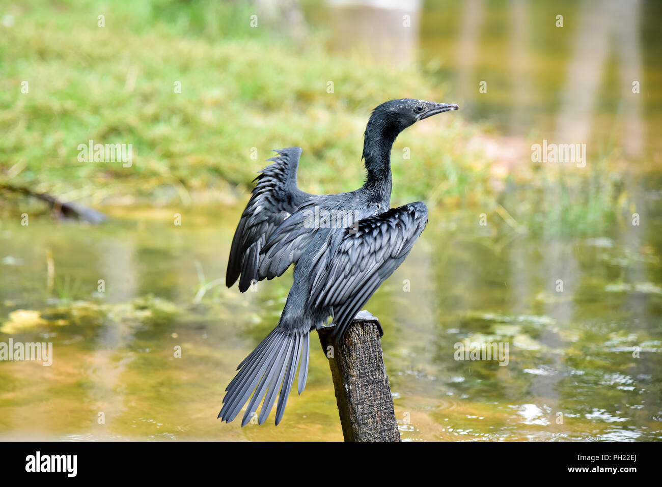 Kerala Backwaters. Le séchage d'un oiseau ses plumes dans les côtés de la Kerala Backwaters à Poovar, Thiruvananthapuram District. Banque D'Images