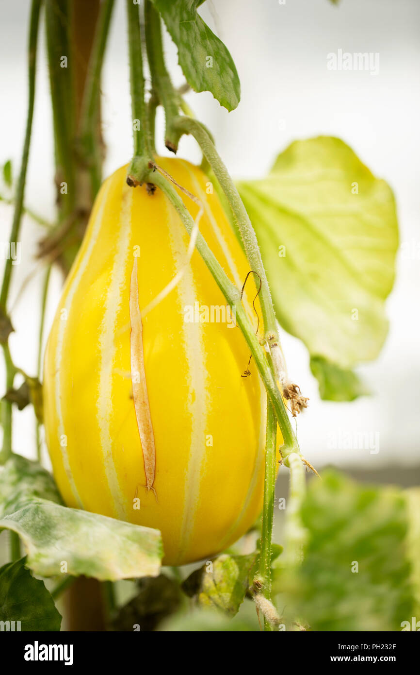 Melon coréen (Cucumis melo inodorus) croissant sur une vigne. Banque D'Images