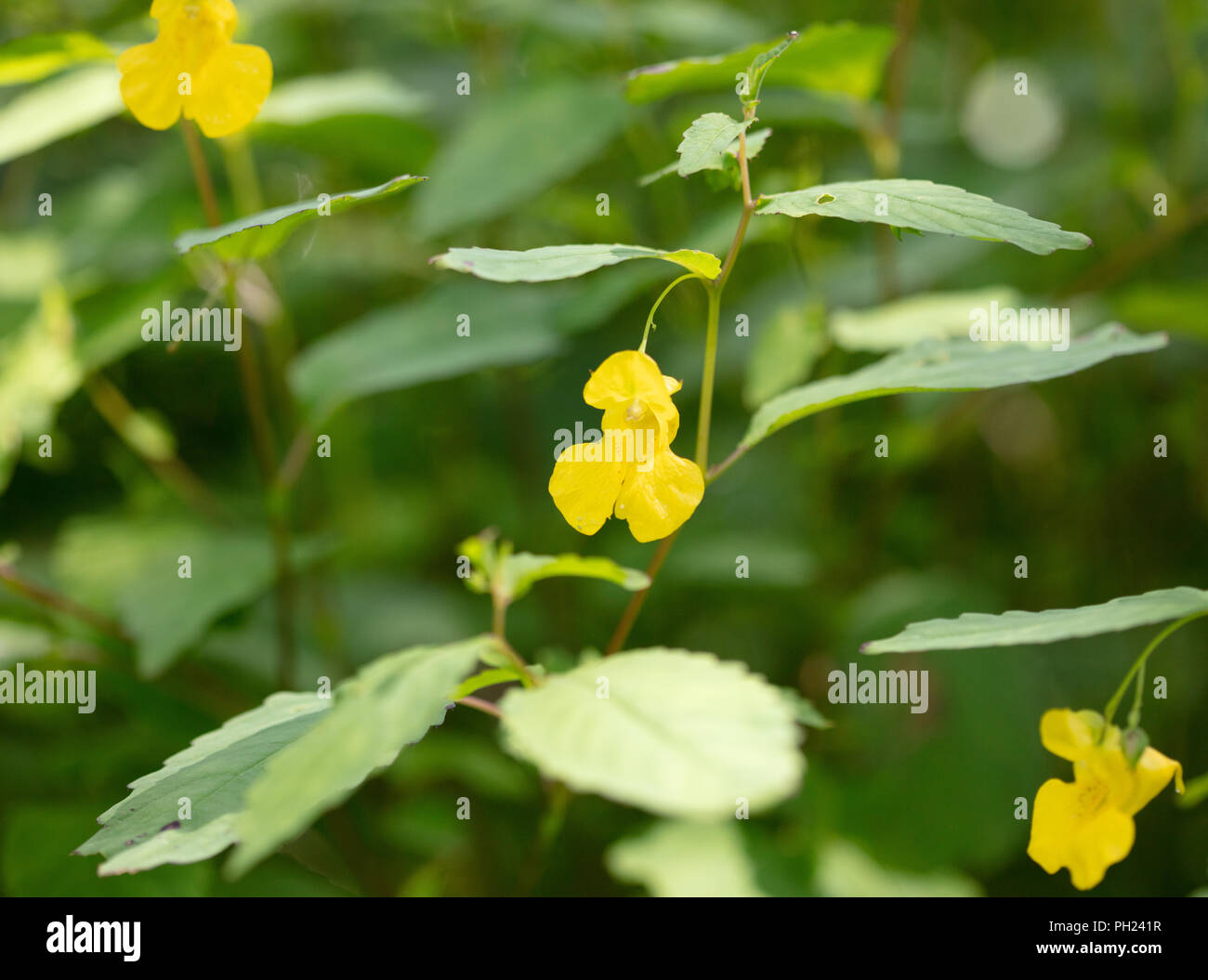 La délicate fleur jaune pâle du Jewelweed (Impatiens pallida) plante poussant dans les bois Banque D'Images