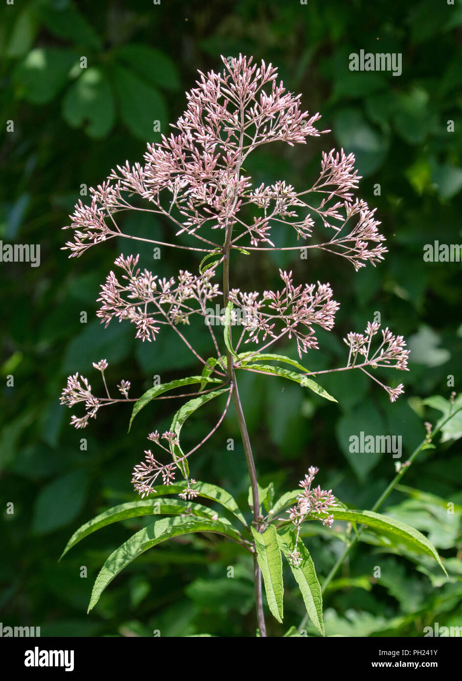 Un grand Joe-Pye Weed (Eutrochium purpureum) avec des fleurs près de l'orée du bois Banque D'Images