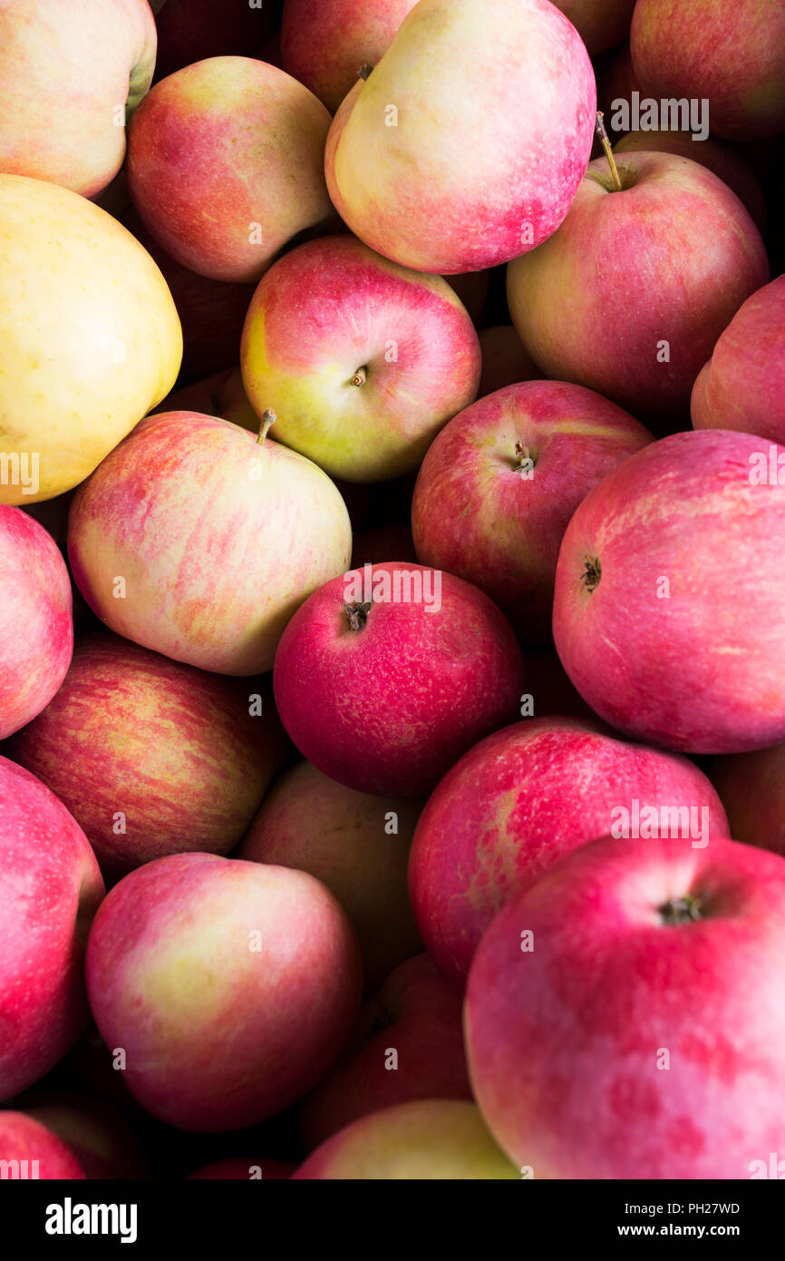 Pomme rouge jaune frais contexte en tant que symbole de la récolte de l'abondance. Concept de vie sain avec des fruits mûrs Banque D'Images