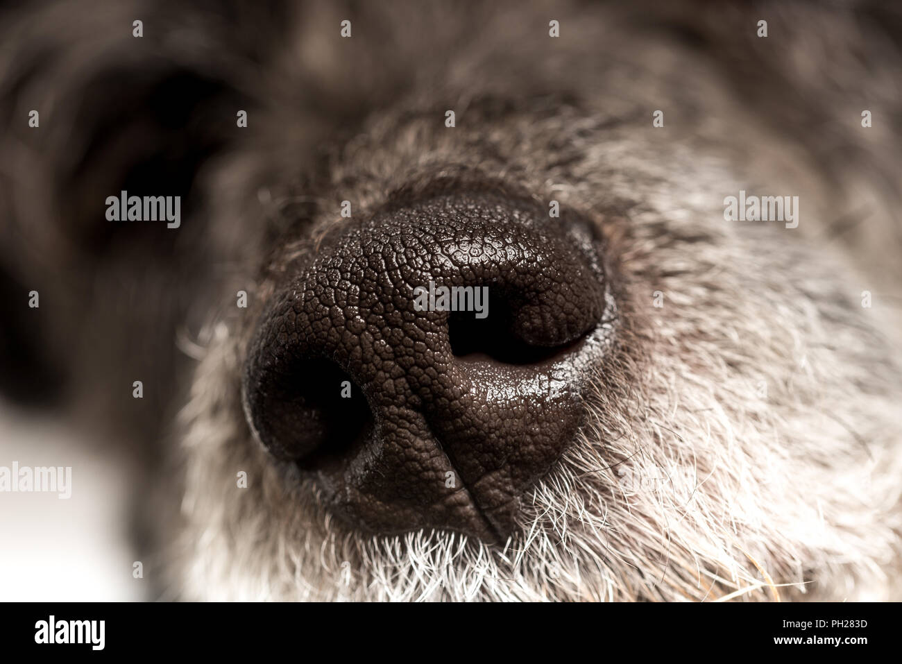 Gros plan du nez froid et humide d'un chien montrant les narines et la texture d'un loyal compagnon canin aimante et animal. Banque D'Images