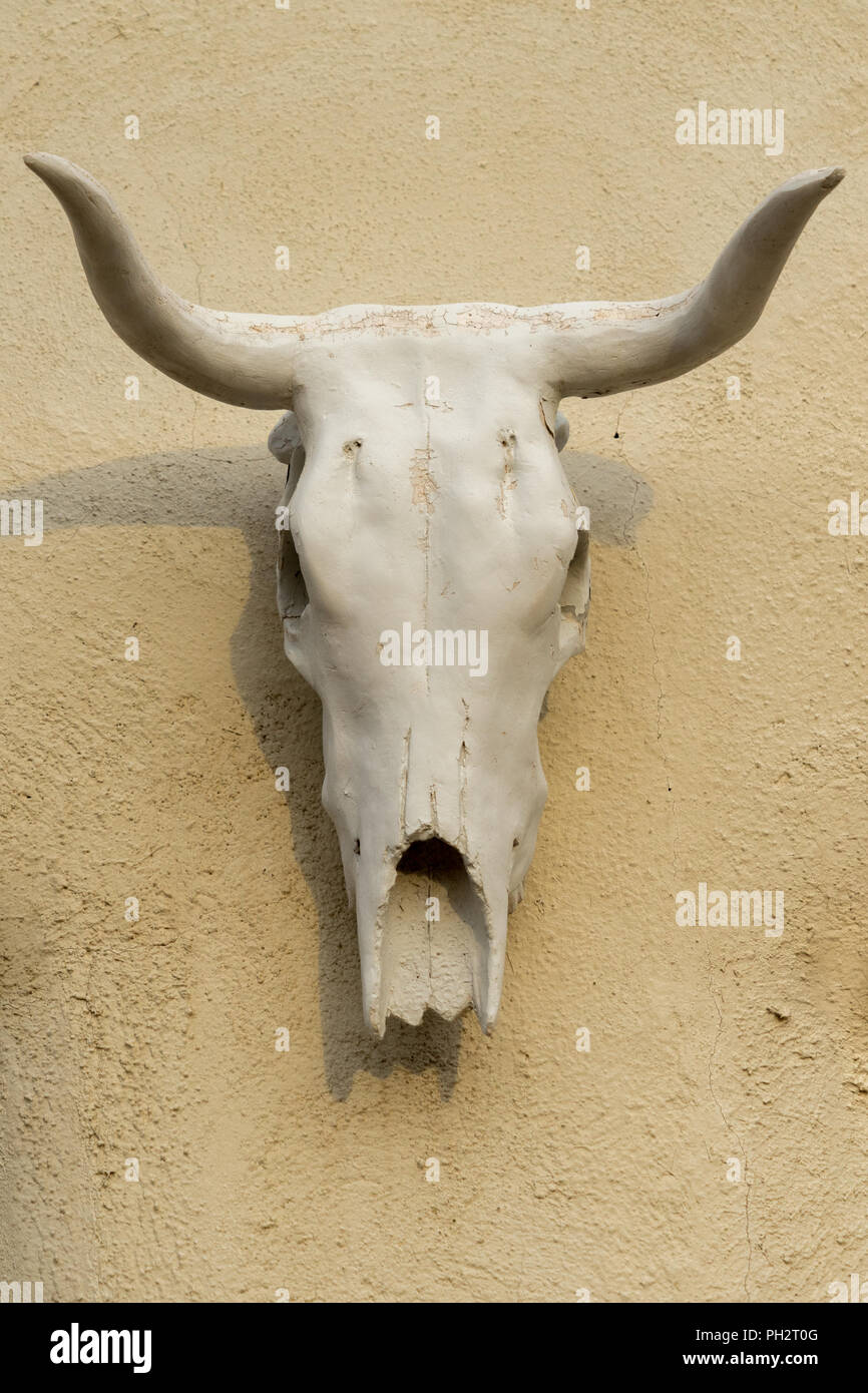 Une seule vache crâne accrochée à un mur en stuc beige Banque D'Images