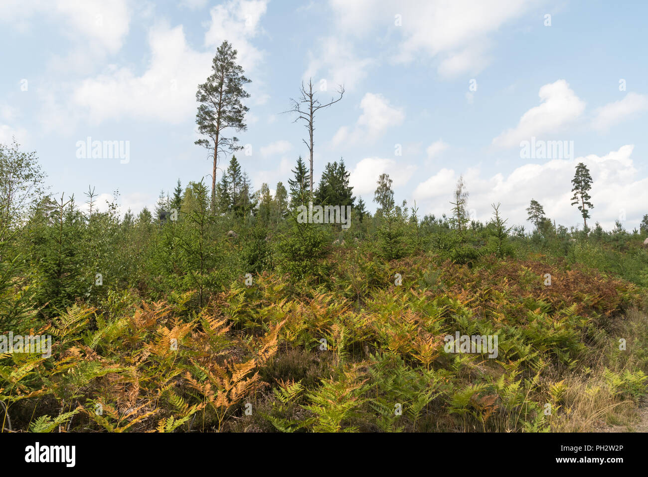 Marron et jaune coloré bracken plantes dans une forêt de conifères Banque D'Images