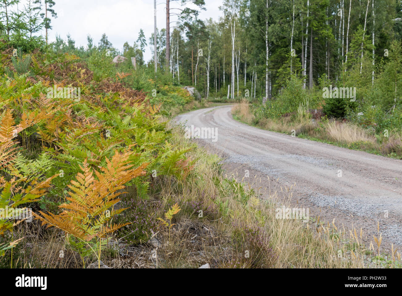 Bracken colorés par une route de gravier plantes dans une forêt Banque D'Images