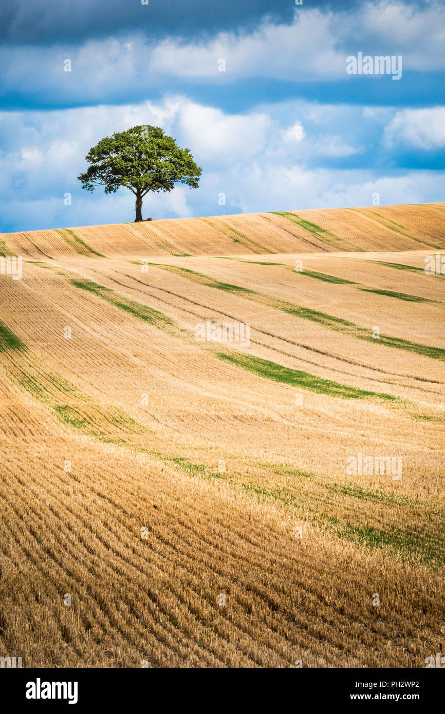 Un arbre isolé sur l'horizon d'un champ de chaumes. Banque D'Images