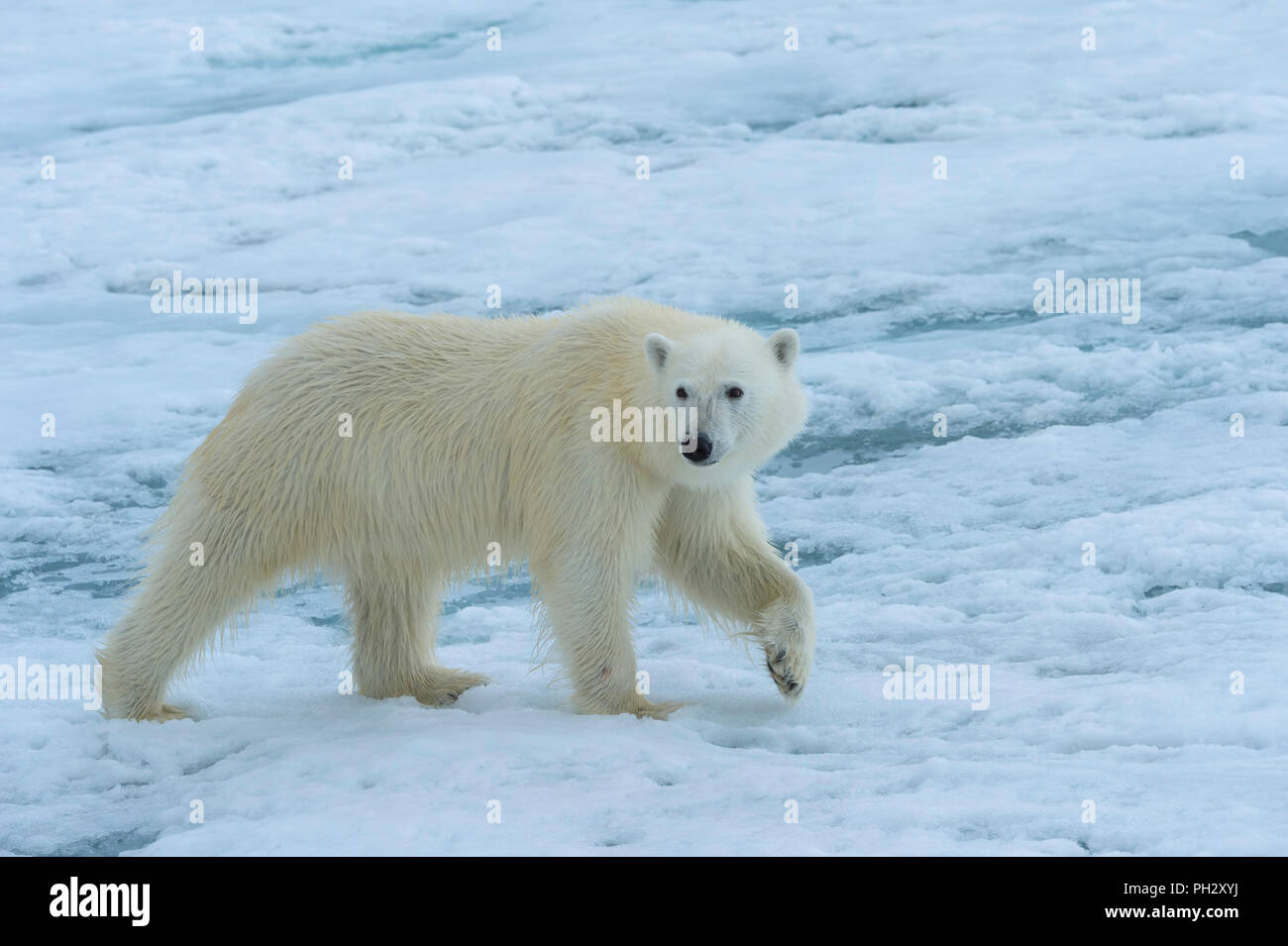 L'ours polaire (Ursus maritimus) marcher sur la banquise, archipel du Svalbard, Norvège Banque D'Images