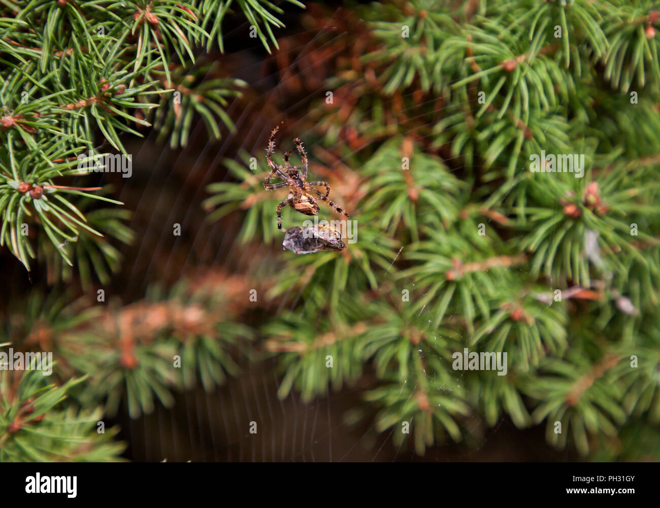 Jardin commun ( araignée Araneus adiadematus ) rétractable autour de web capturé wasp Banque D'Images