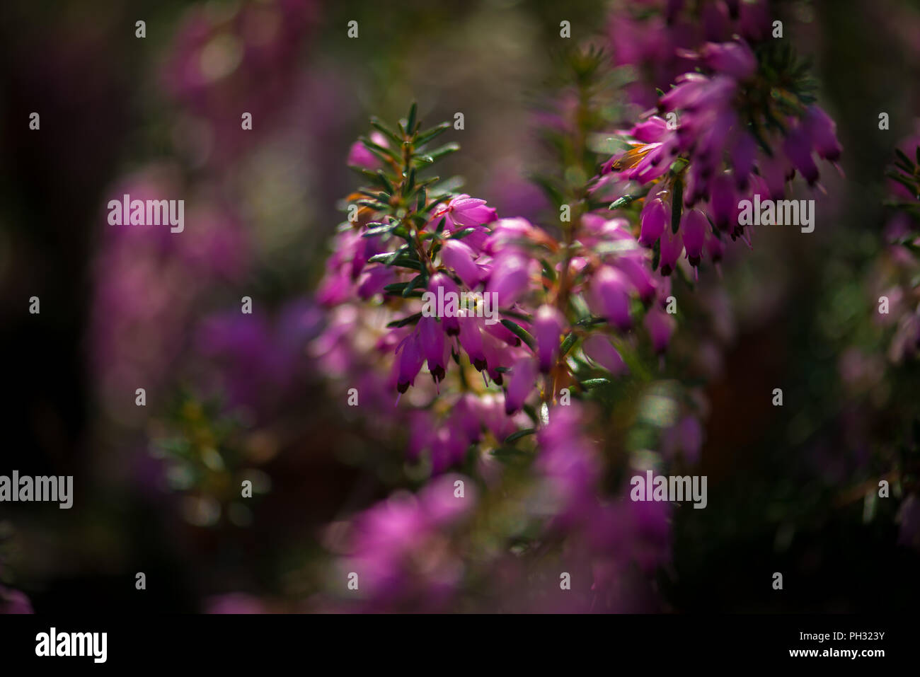 Erica carnea Jason Attwarer Banque D'Images