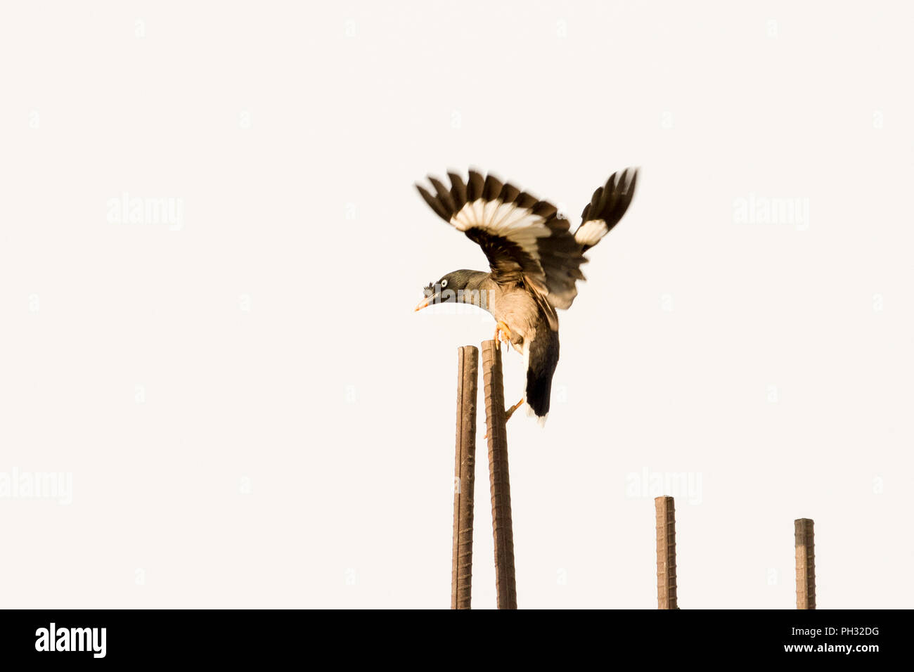 Une politique commune de myna, sur le point d'atterrir sur des trames de construction Banque D'Images