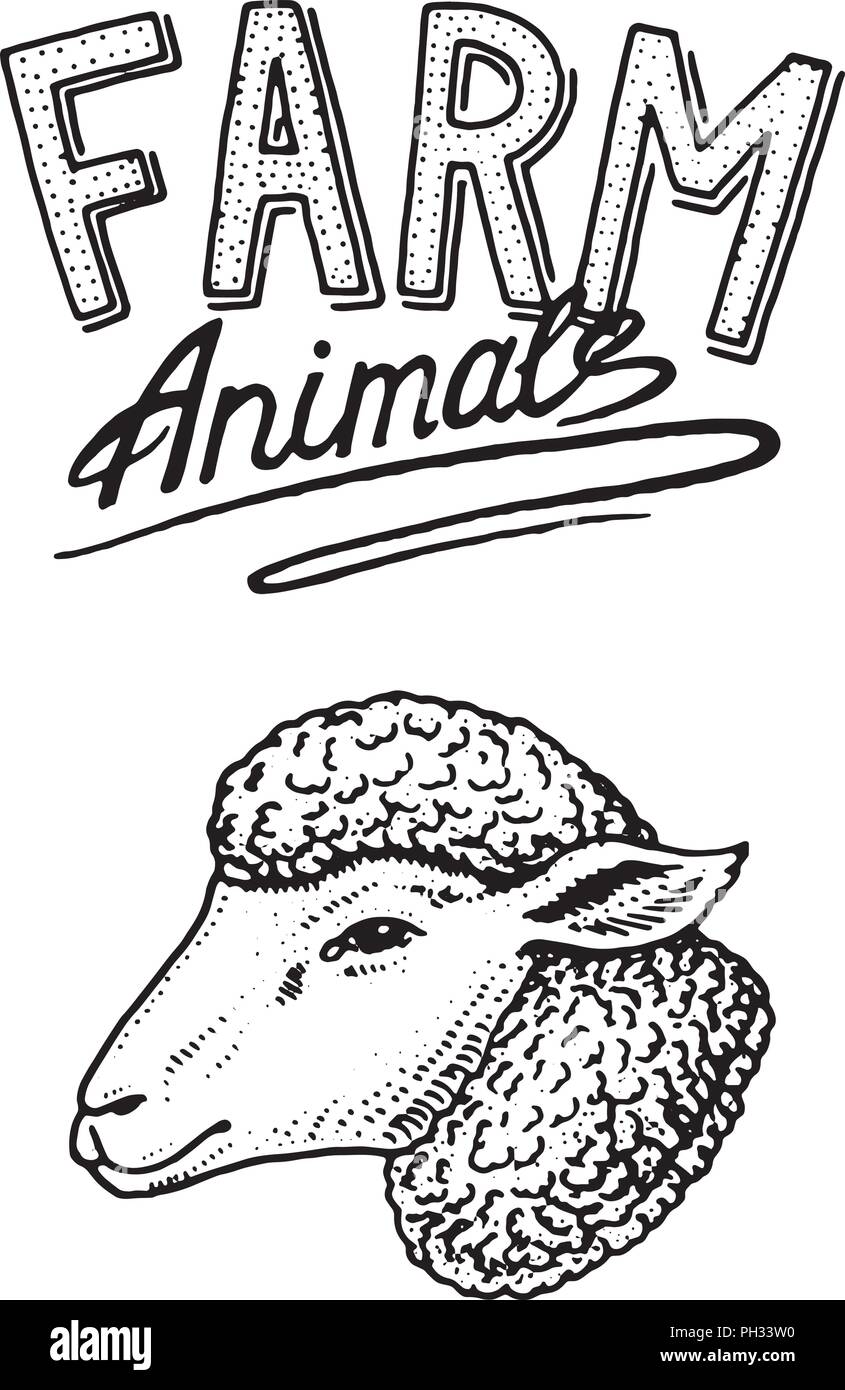 Des Animaux De Ferme Chef D Une Branche De L Agneau Ou Du Mouton Logo Ou Embleme De Pancarte Icone Du Menu Graves A La Main Dans De Vieux Sketch Vintage Style Image Vectorielle