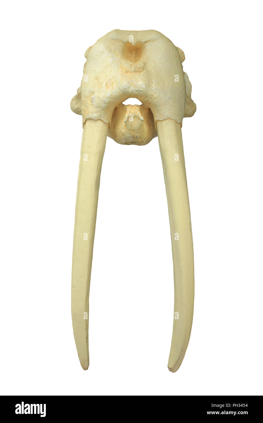 Le morse (Odobenus rosmarus) Crâne - mâle Banque D'Images