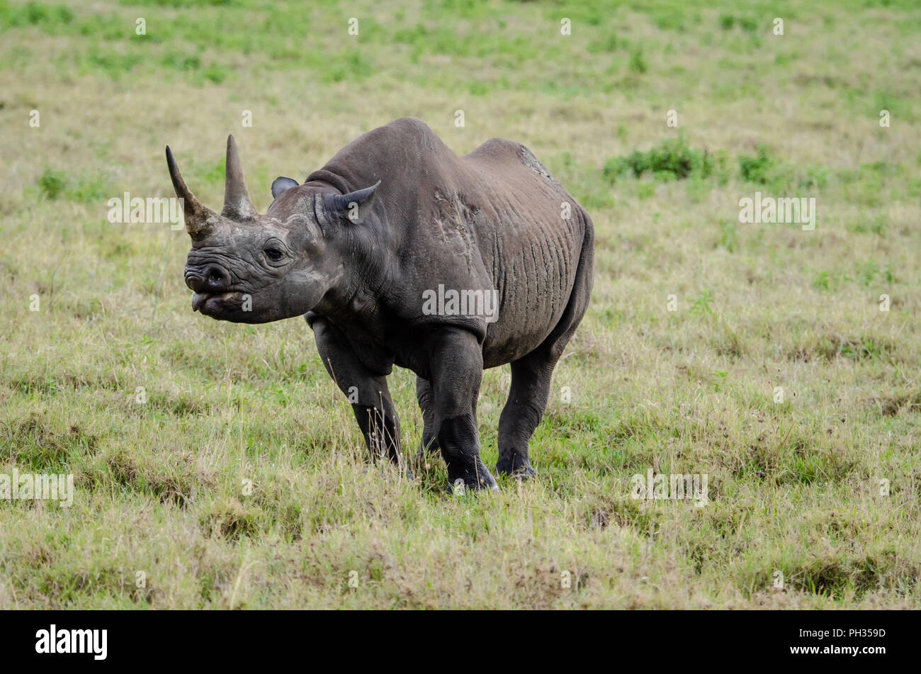 le-rhinoc-ros-noir-diceros-bicornis-dans-le-crat-re-du-ngorongoro-en