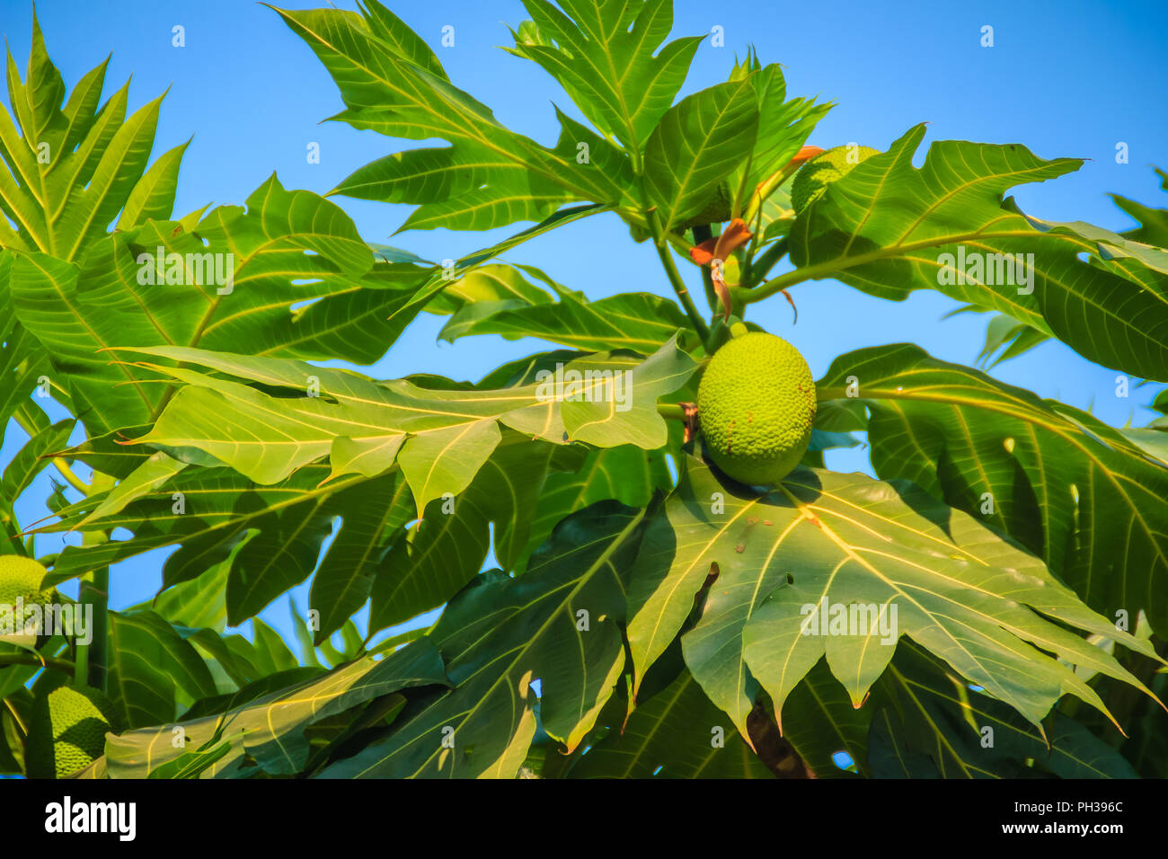 Vue rapprochée des jeunes de l'arbre à pain (Artocarpus altilis vert ...