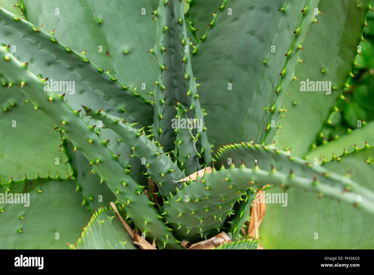 Bitter aloe (Aloe ferox) gros plan de l'usine - Davie, Floride, USA Banque D'Images