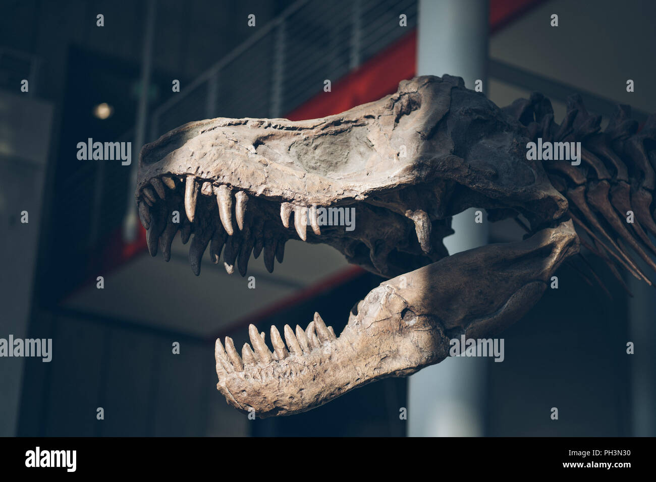 Fossile de dinosaure Tyrannosaurus Museum Science Académie de vieux ossements Banque D'Images