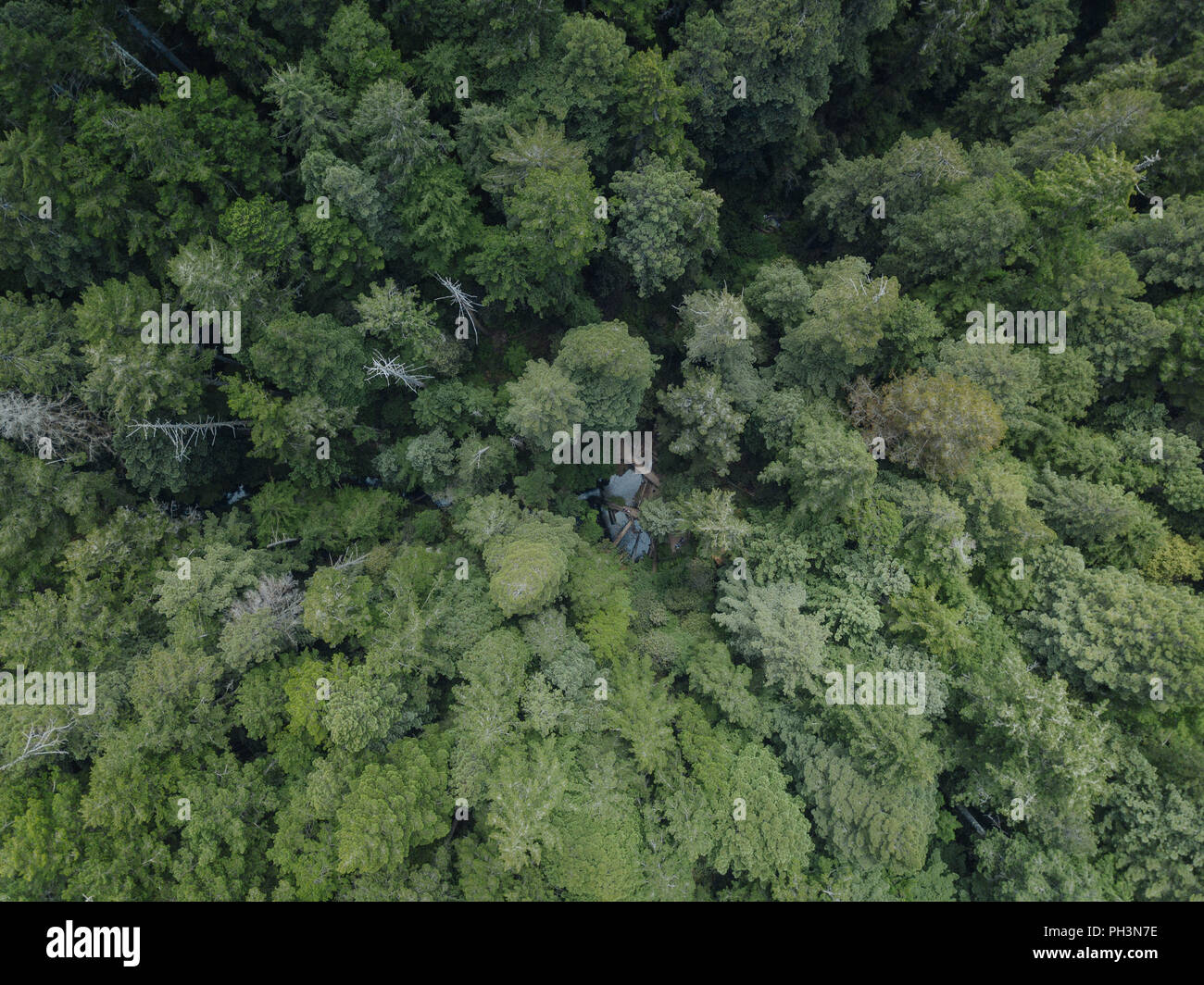 Haut en bas de l'antenne vue Forêt Arbres Drone Banque D'Images