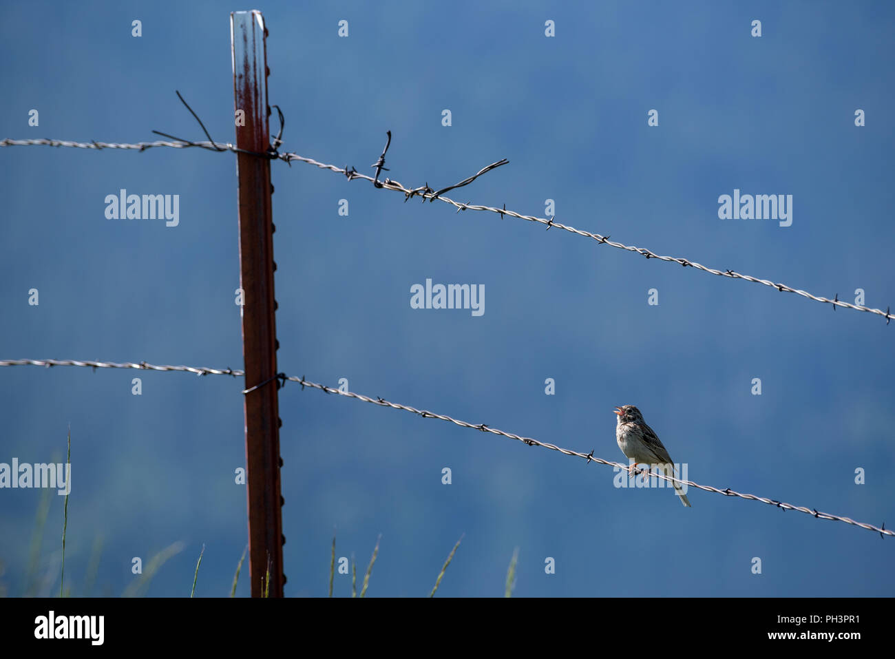 Moineau sur une clôture en fil barbelé, Wallowa Valley, Oregon. Banque D'Images