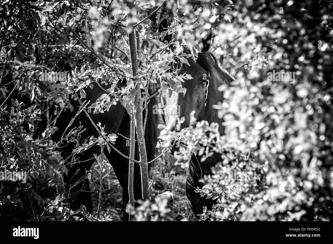 Cheval sauvage dans une forêt (noir et blanc) Banque D'Images